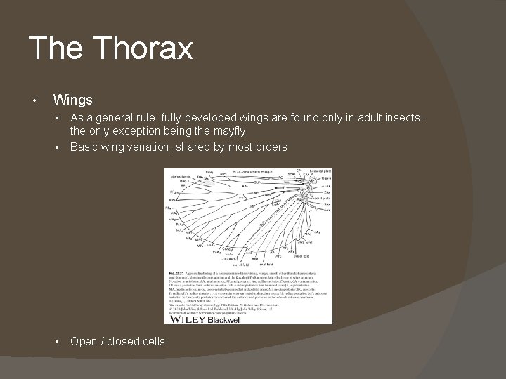 The Thorax • Wings • As a general rule, fully developed wings are found