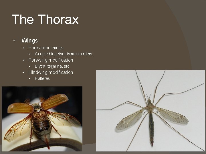 The Thorax • Wings • Fore / hind wings • • Forewing modification •