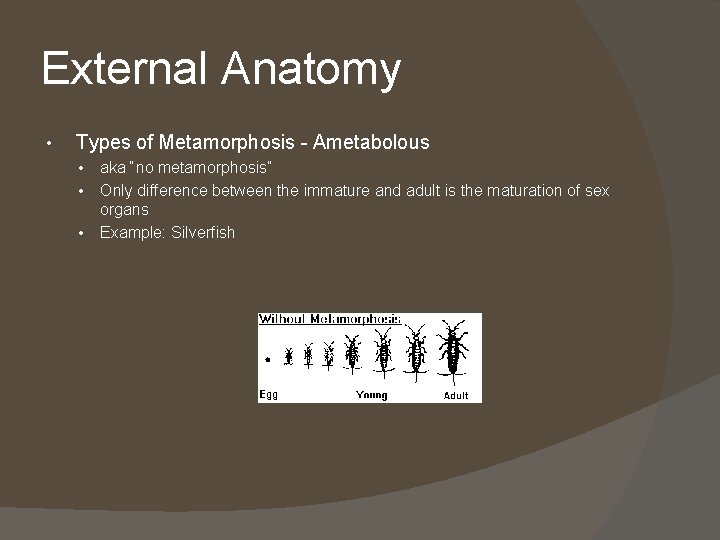 External Anatomy • Types of Metamorphosis - Ametabolous • • • aka “no metamorphosis”