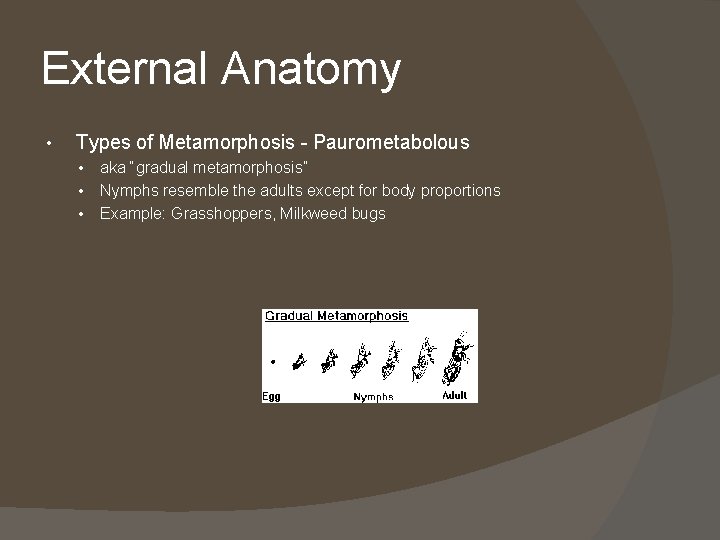 External Anatomy • Types of Metamorphosis - Paurometabolous • • • aka “gradual metamorphosis”