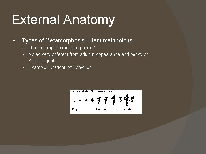 External Anatomy • Types of Metamorphosis - Hemimetabolous • • aka “incomplete metamorphosis” Naiad