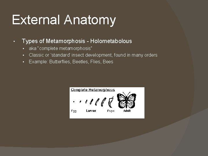 External Anatomy • Types of Metamorphosis - Holometabolous • • • aka “complete metamorphosis”