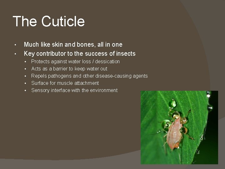 The Cuticle • • Much like skin and bones, all in one Key contributor