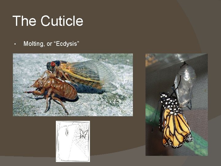 The Cuticle • Molting, or “Ecdysis” 