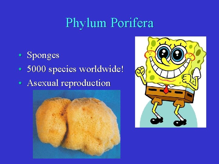 Phylum Porifera • Sponges • 5000 species worldwide! • Asexual reproduction 