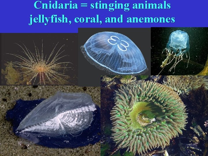 Cnidaria = stinging animals jellyfish, coral, and anemones 