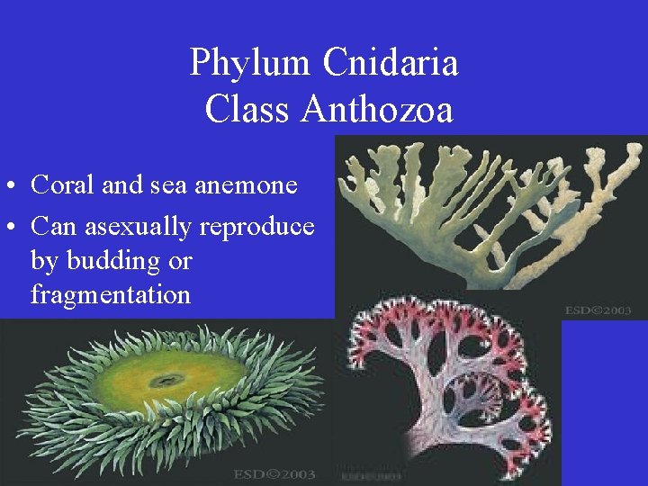 Phylum Cnidaria Class Anthozoa • Coral and sea anemone • Can asexually reproduce by