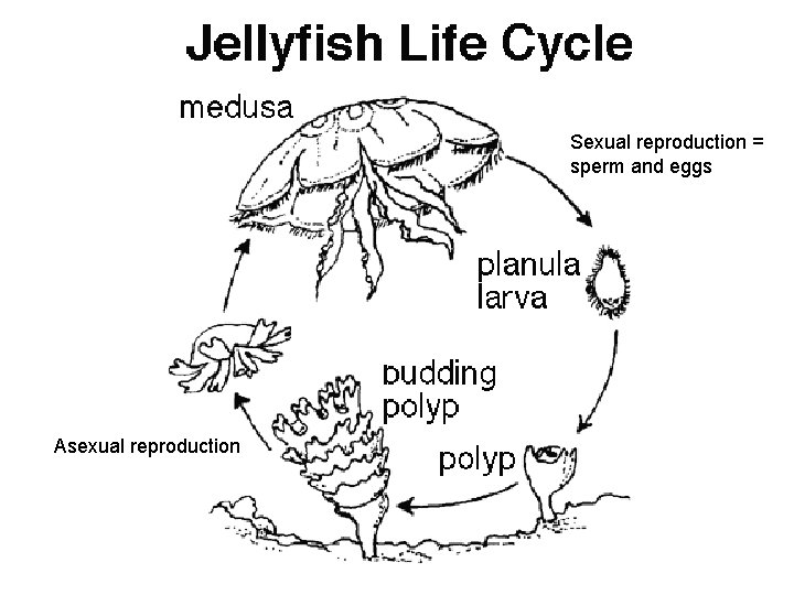 Sexual reproduction = sperm and eggs Asexual reproduction 