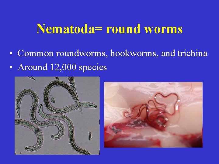 Nematoda= round worms • Common roundworms, hookworms, and trichina • Around 12, 000 species