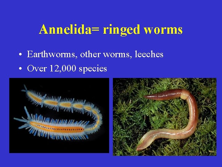 Annelida= ringed worms • Earthworms, other worms, leeches • Over 12, 000 species 