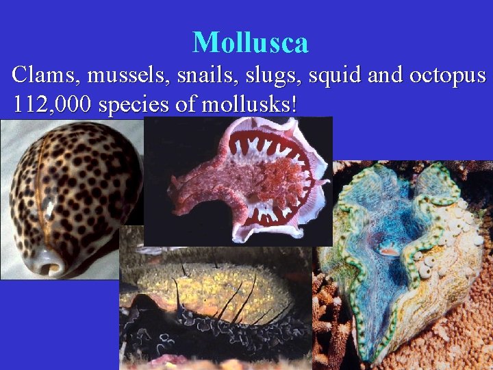 Mollusca Clams, mussels, snails, slugs, squid and octopus 112, 000 species of mollusks! 