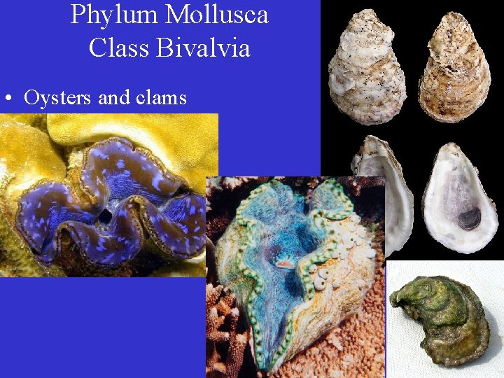 Phylum Mollusca Class Bivalvia • Oysters and clams 