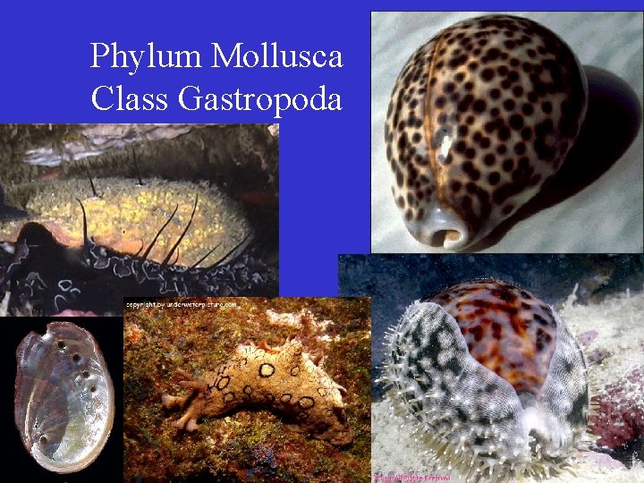 Phylum Mollusca Class Gastropoda 