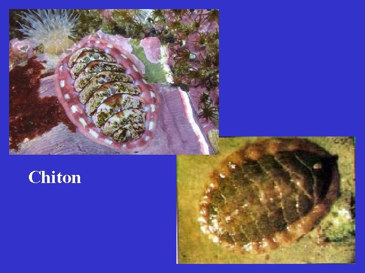 Chiton 