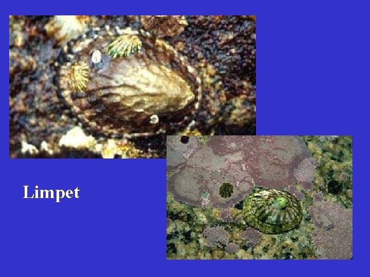 Limpet 