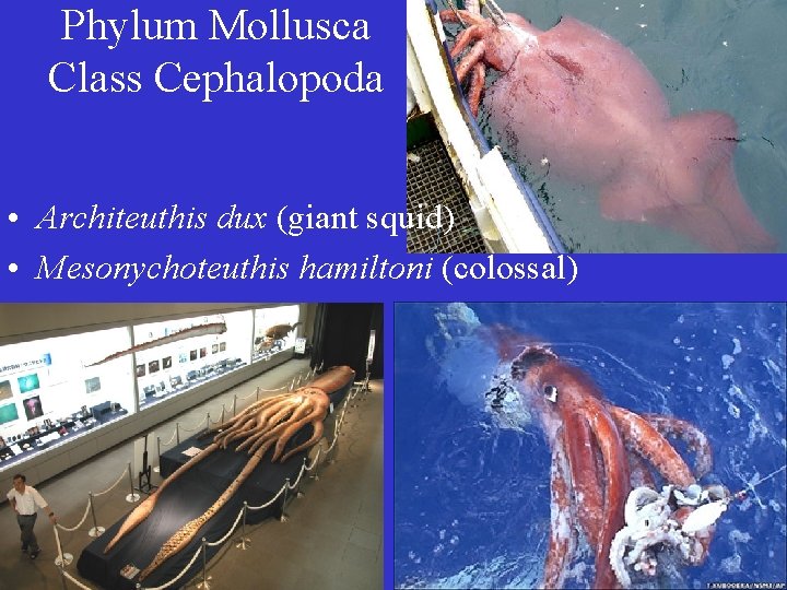 Phylum Mollusca Class Cephalopoda • Architeuthis dux (giant squid) • Mesonychoteuthis hamiltoni (colossal) 