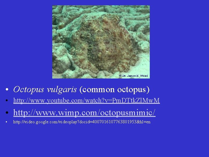  • Octopus vulgaris (common octopus) • http: //www. youtube. com/watch? v=Pm. DTtk. Zl.