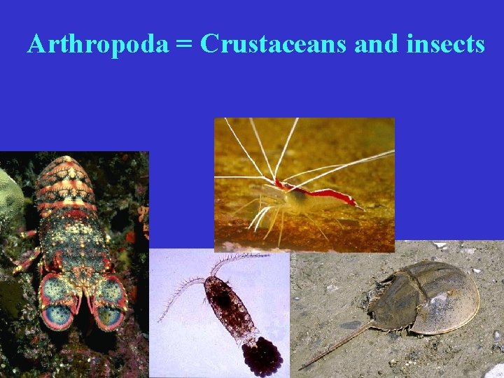 Arthropoda = Crustaceans and insects 