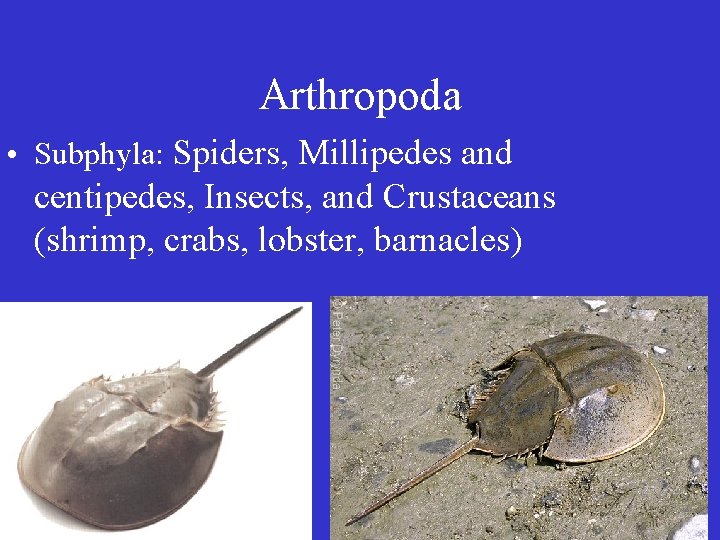 Arthropoda • Subphyla: Spiders, Millipedes and centipedes, Insects, and Crustaceans (shrimp, crabs, lobster, barnacles)