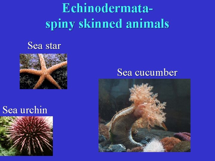 Echinodermataspiny skinned animals Sea star Sea cucumber Sea urchin 