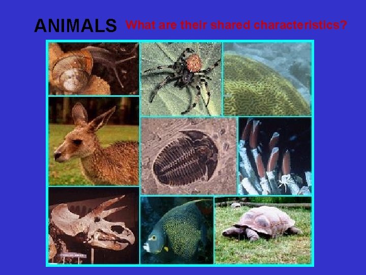 ANIMALS What are their shared characteristics? 