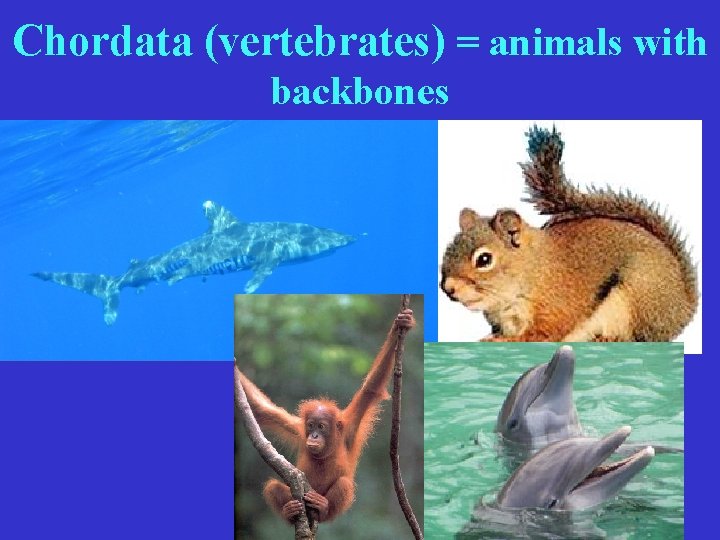 Chordata (vertebrates) = animals with backbones 