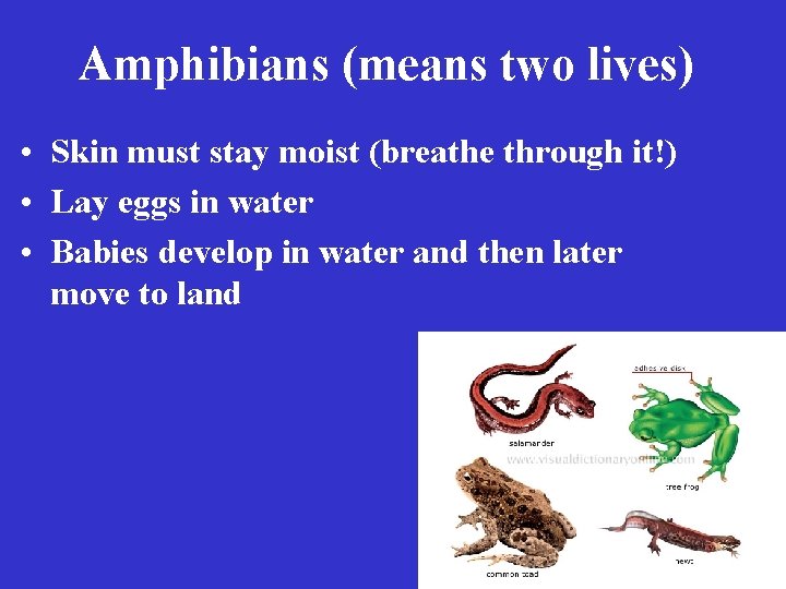 Amphibians (means two lives) • Skin must stay moist (breathe through it!) • Lay