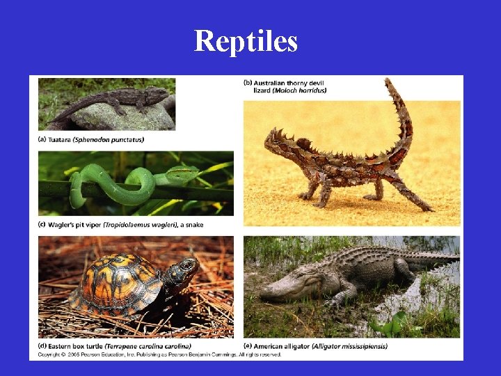 Reptiles 