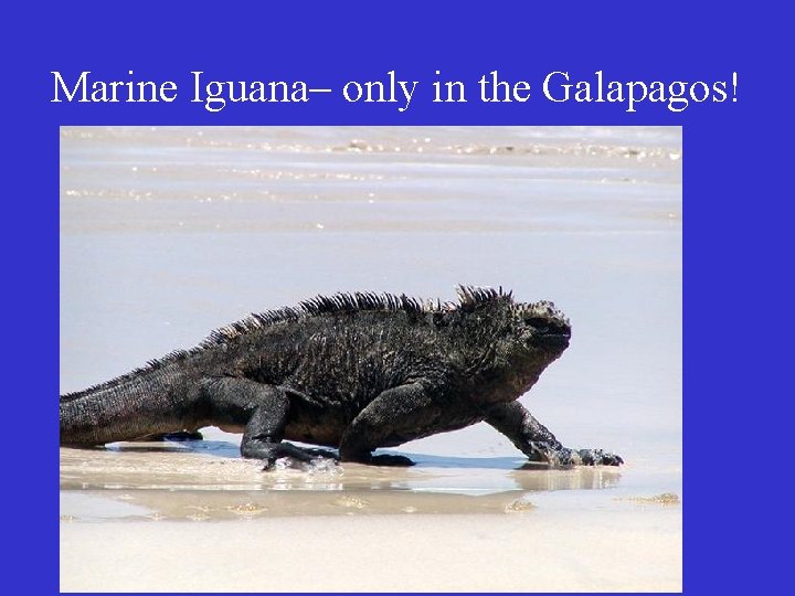 Marine Iguana– only in the Galapagos! 