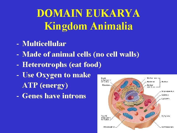 DOMAIN EUKARYA Kingdom Animalia - Multicellular Made of animal cells (no cell walls) Heterotrophs