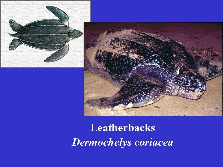 Leatherbacks Dermochelys coriacea 