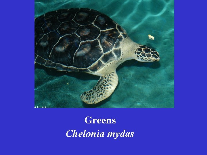 Greens Chelonia mydas 