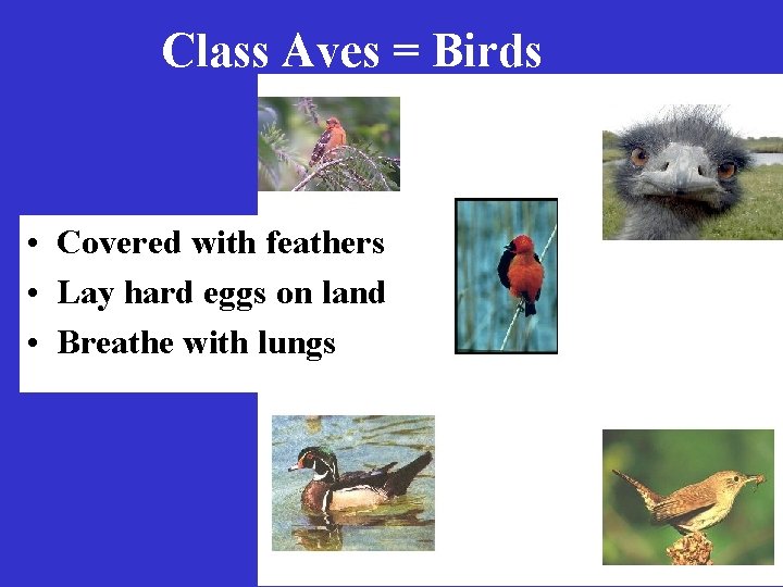 Class Aves = Birds • Covered with feathers • Lay hard eggs on land