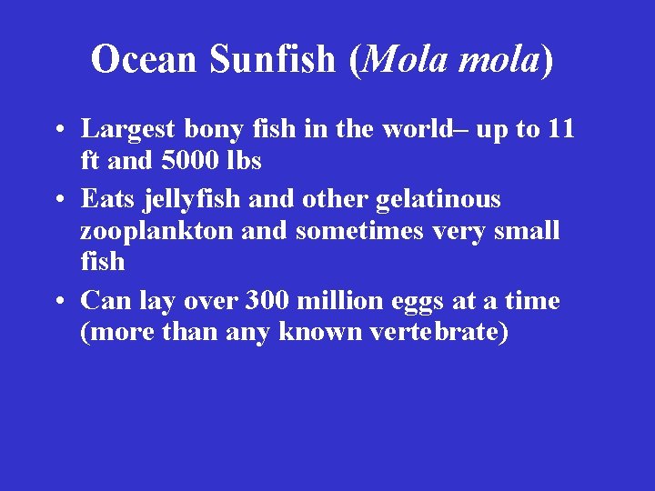 Ocean Sunfish (Mola mola) • Largest bony fish in the world– up to 11