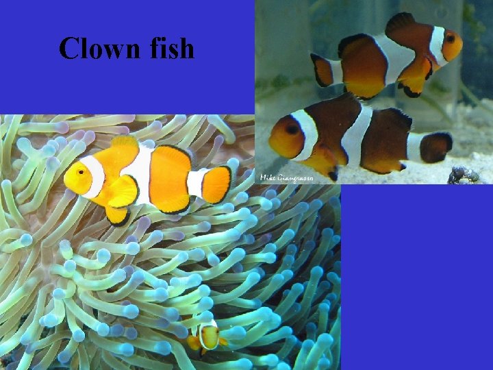 Clown fish 