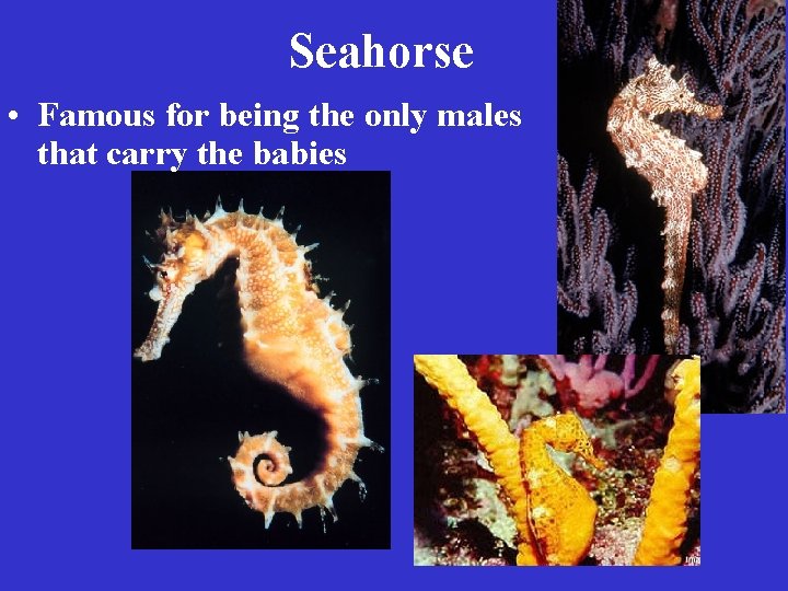 Seahorse • Famous for being the only males that carry the babies 