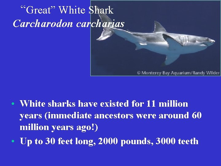 “Great” White Shark Carcharodon carcharias • White sharks have existed for 11 million years