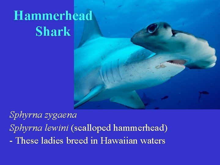 Hammerhead Shark Sphyrna zygaena Sphyrna lewini (scalloped hammerhead) - These ladies breed in Hawaiian