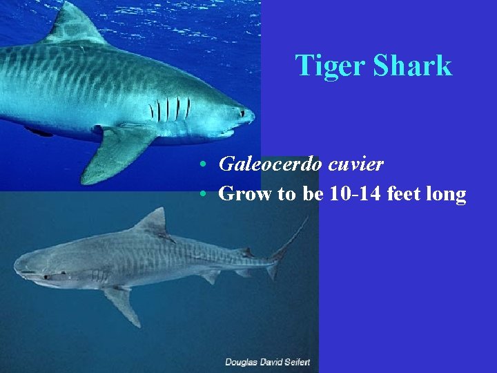 Tiger Shark • Galeocerdo cuvier • Grow to be 10 -14 feet long 