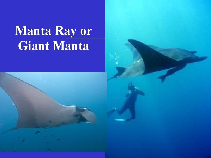 Manta Ray or Giant Manta 