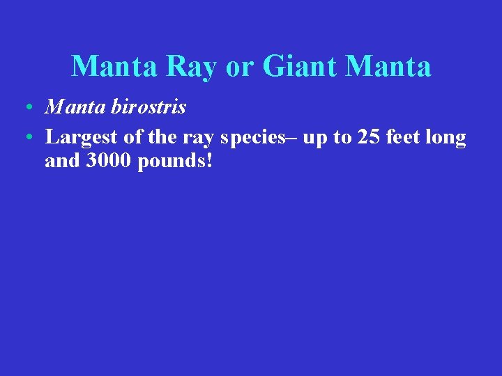 Manta Ray or Giant Manta • Manta birostris • Largest of the ray species–