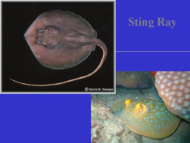 Sting Ray 