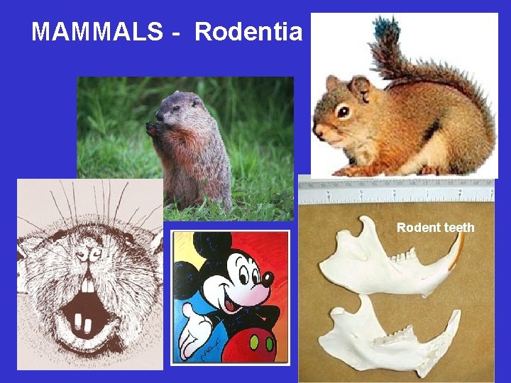 MAMMALS - Rodentia Rodent teeth 