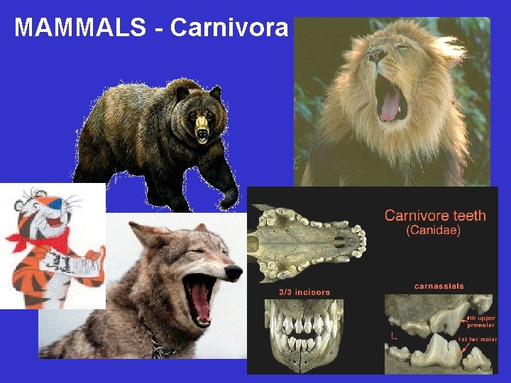 MAMMALS - Carnivora 