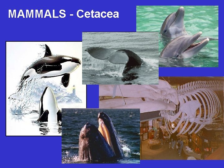 MAMMALS - Cetacea 