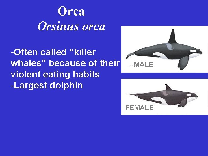 Orca Orsinus orca -Often called “killer whales” because of their violent eating habits -Largest