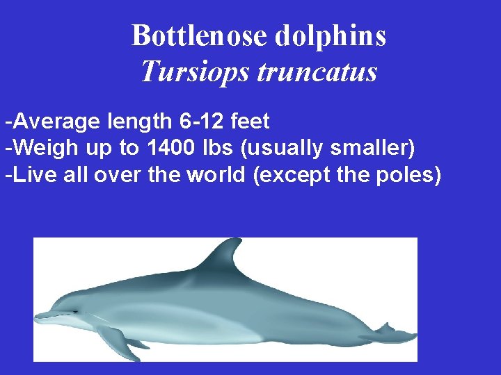 Bottlenose dolphins Tursiops truncatus -Average length 6 -12 feet -Weigh up to 1400 lbs