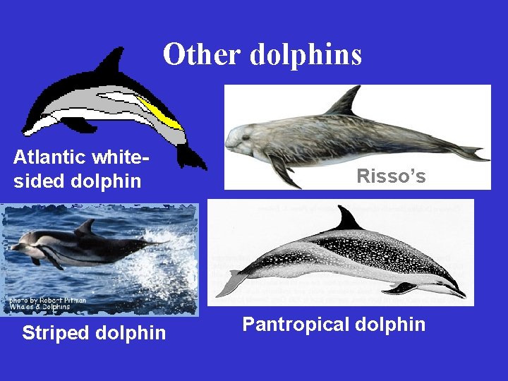 Other dolphins Atlantic whitesided dolphin Striped dolphin Risso’s Pantropical dolphin 