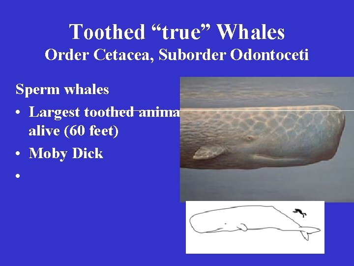 Toothed “true” Whales Order Cetacea, Suborder Odontoceti Sperm whales • Largest toothed animal alive