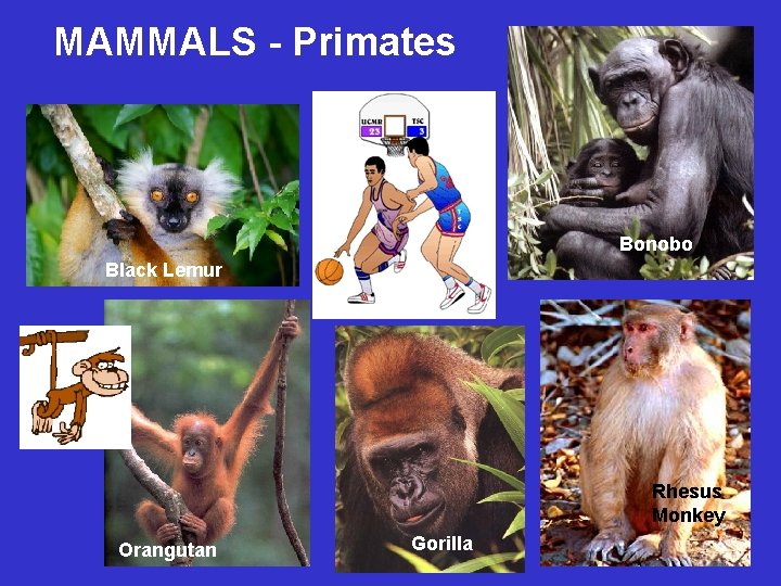 MAMMALS - Primates Bonobo Black Lemur Rhesus Monkey Orangutan Gorilla 